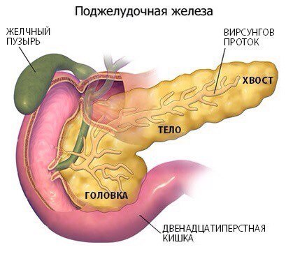 Анатомия пищеварительной системы человека
