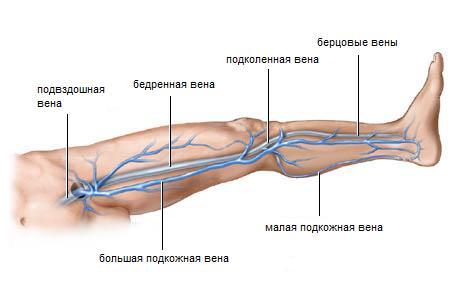 Расположение вен в ноге человека