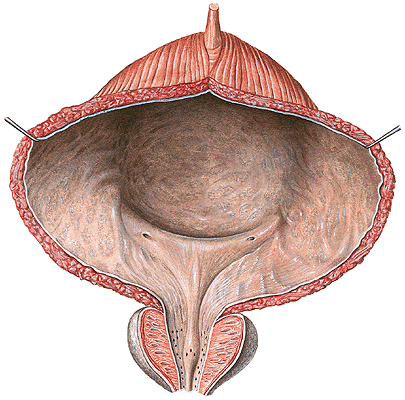 Анатомия мочевого пузыря